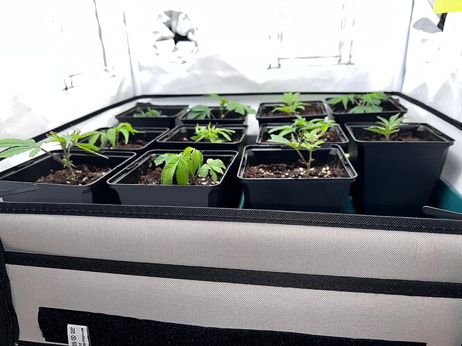 Growreport Bild 23