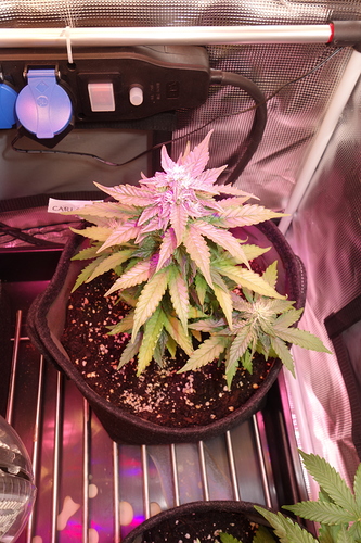 Growreport Bild 4