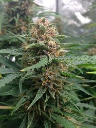 Growreport Bild 7