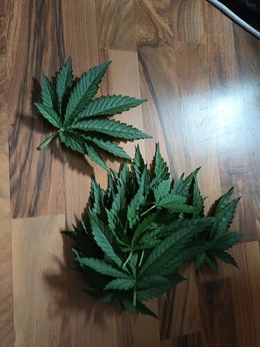 Growreport Bild 3