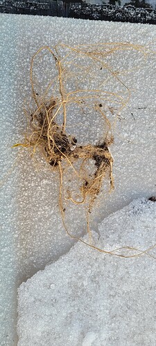 Growreport Bild 5