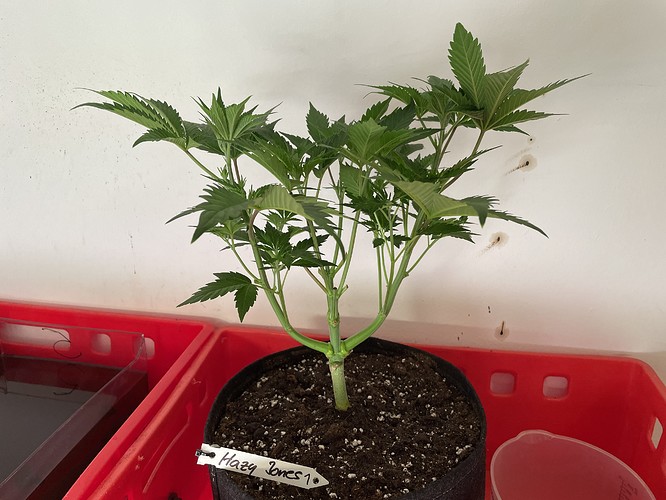 Growreport Bild 8
