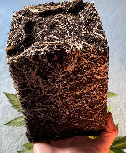 Growreport Bild 11