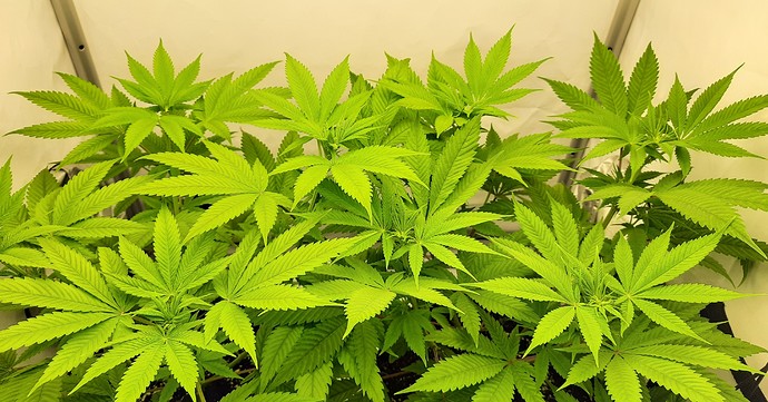 LST Level