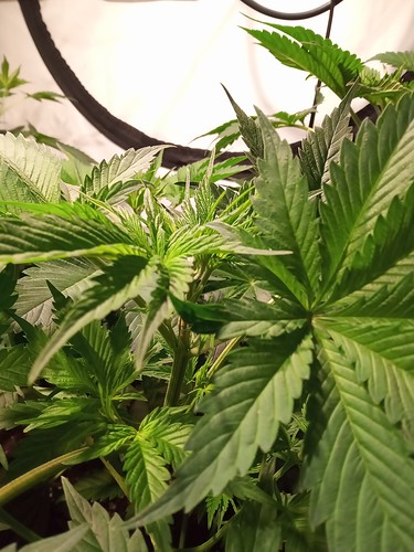 Growreport Bild 48