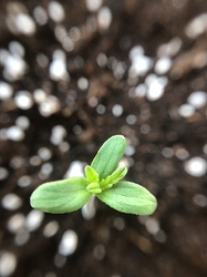 Growreport Bild 16