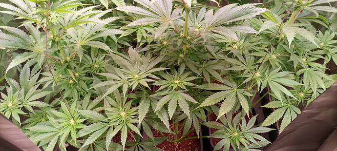 Growreport Bild 4