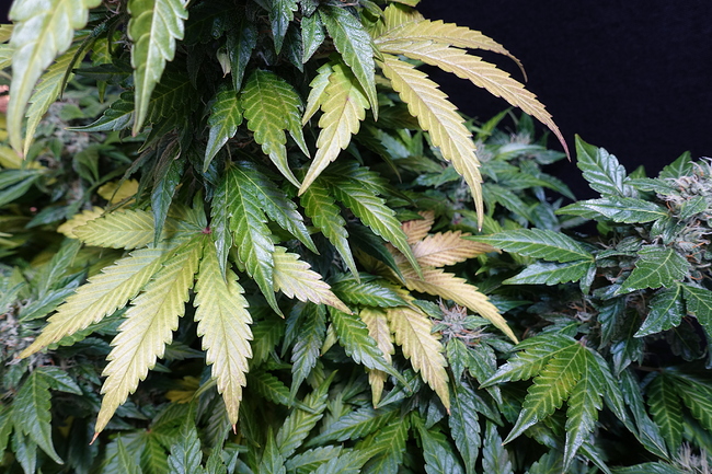 Growreport Bild 15