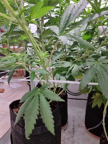 Growreport Bild 93