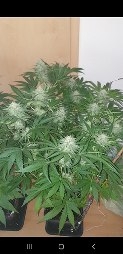 Growreport Bild 4
