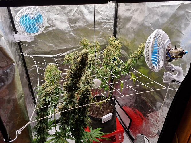 Growreport Bild 41