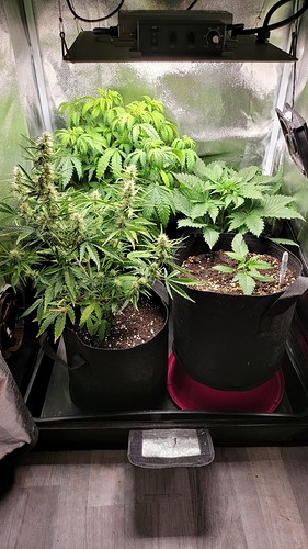 Growreport Bild 5