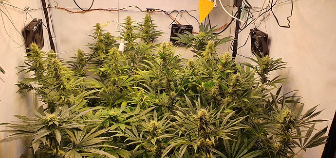 Growreport Bild 6