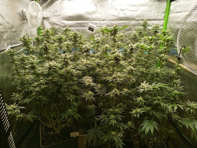 Growreport Bild 18