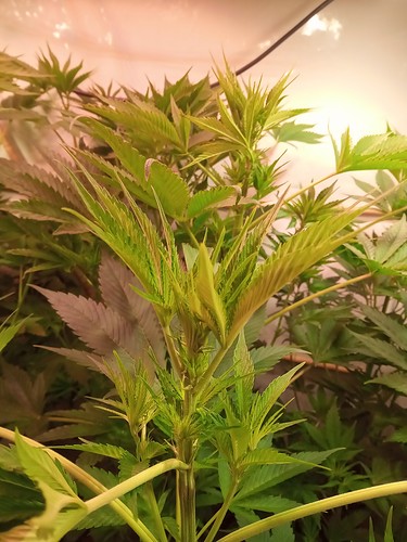 Growreport Bild 31