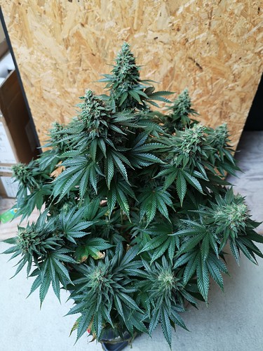 Growreport Bild 1