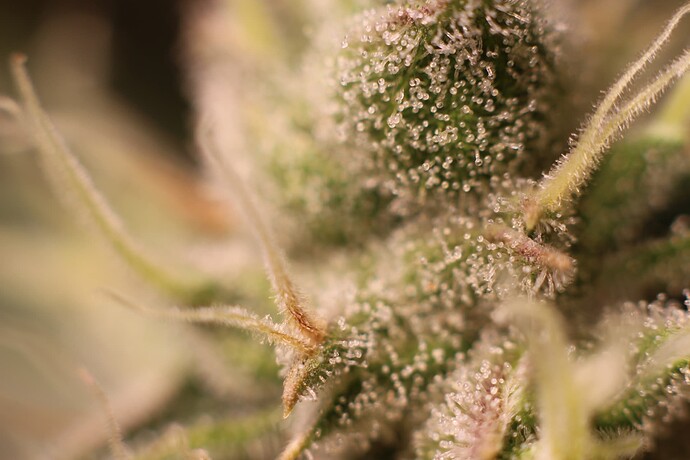 Growreport Bild 33