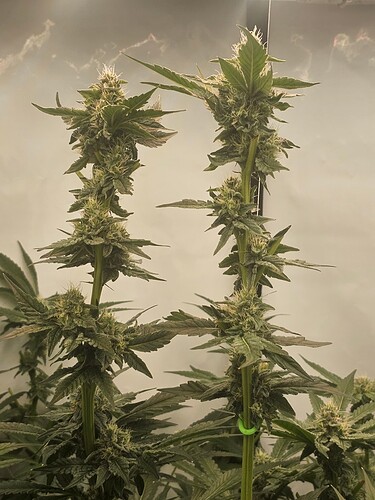Growreport Bild 15