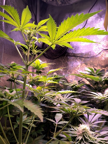 Growreport Bild 28