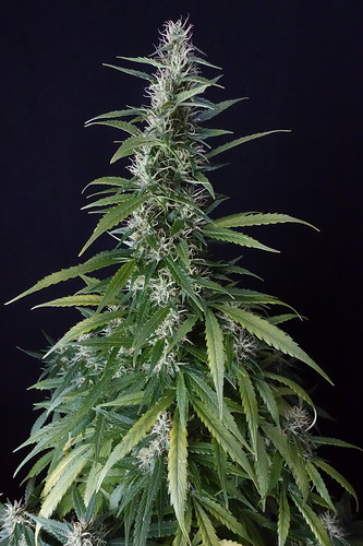 Growreport Bild 6