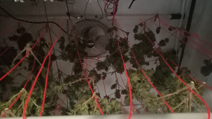 Growreport Bild 36