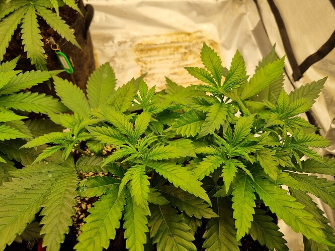 Growreport Bild 59