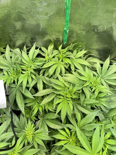 Growreport Bild 12