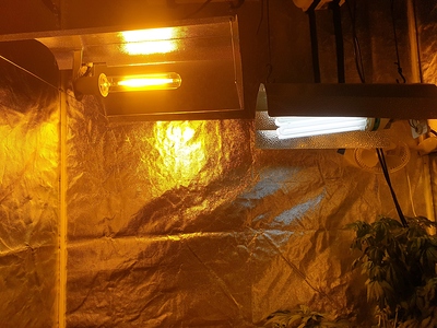 Growreport Bild 31