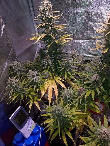 Growreport Bild 3