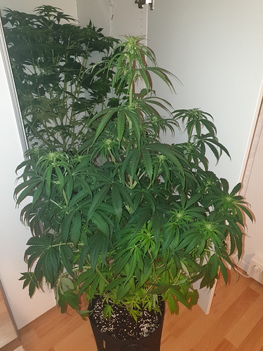 Growreport Bild 10
