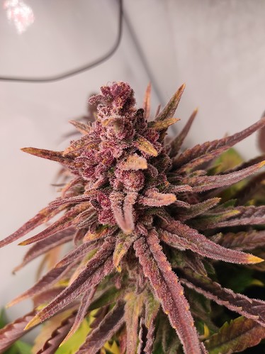 Growreport Bild 22