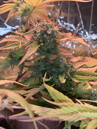 Growreport Bild 3