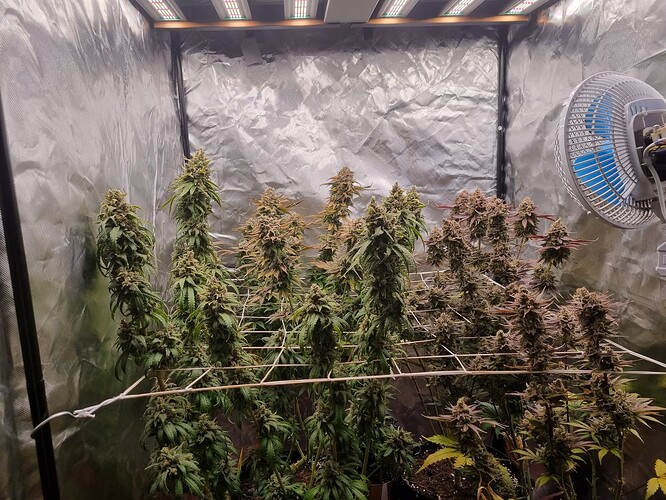 Growreport Bild 36