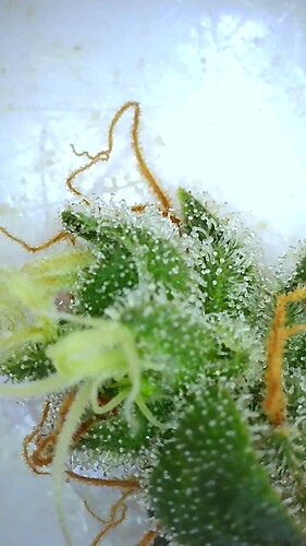 Growreport Bild 46