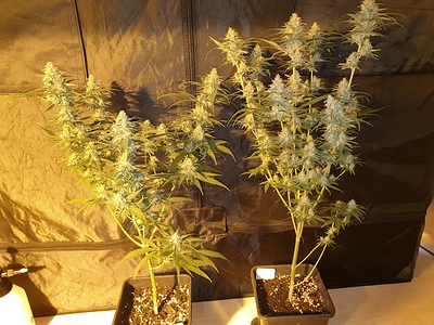 Growreport Bild 29