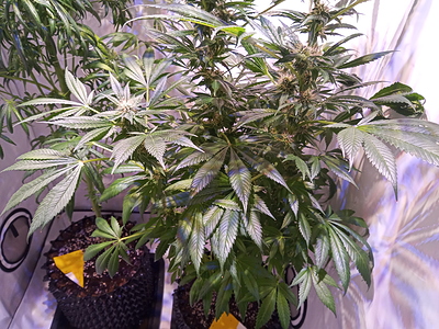 Growreport Bild 4