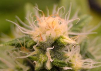Growreport Bild 16