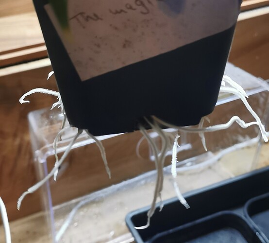 Growreport Bild 42
