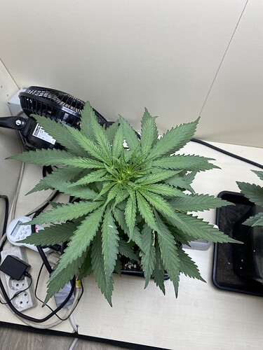Growreport Bild 4