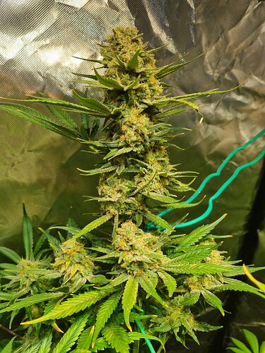 Growreport Bild 17