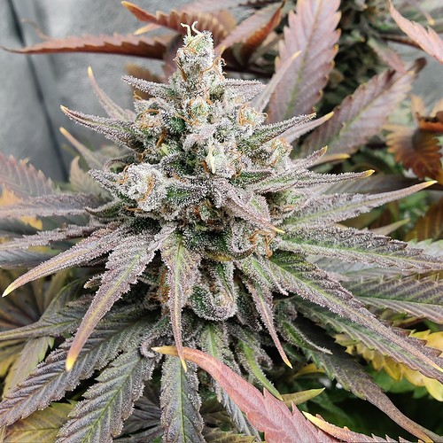 Growreport Bild 10