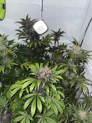 Growreport Bild 4