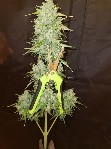 Growreport Bild 6