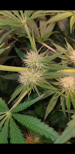 Growreport Bild 6
