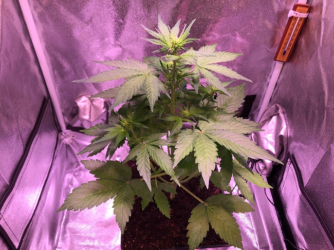 Growreport Bild 4