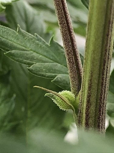 Growreport Bild 9