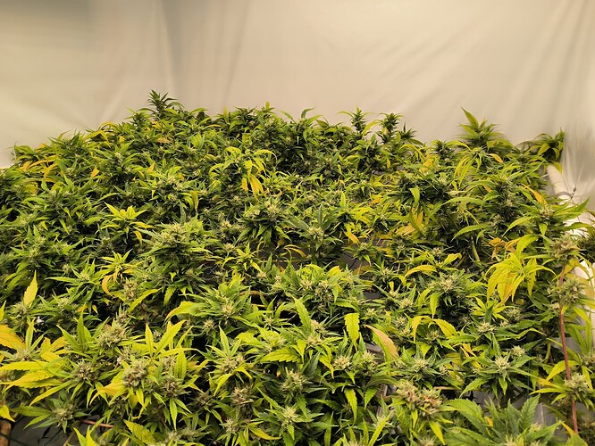 Growreport Bild 2