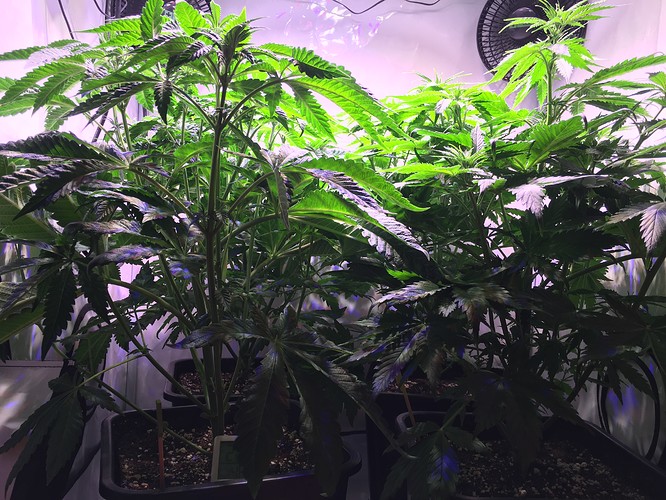 Growreport Bild 3