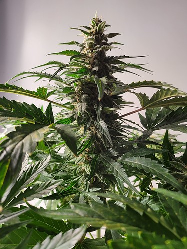Growreport Bild 2