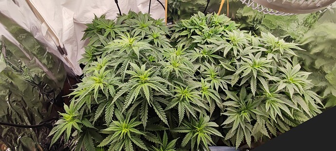 Growreport Bild 9